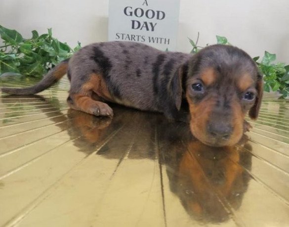 purebred-dachshund-puppies-ready-for-re-homing-big-0