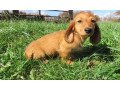 purebred-dachshund-puppies-ready-for-re-homing-small-0