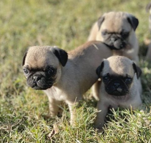 two-adorable-pug-puppies-big-0
