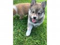 we-got-two-pomsky-puppies-small-0