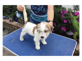 Males and females Jack Russell Terriers.