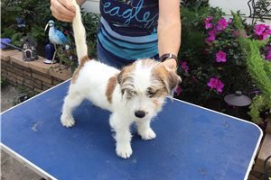 males-and-females-jack-russell-terriers-big-0