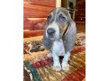 we-have-six-basset-hound-puppies-for-sale-small-0
