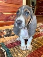 we-have-six-basset-hound-puppies-for-sale-big-0