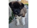 beautiful-akita-pups-pups-for-sale-small-0