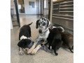 great-danes-small-0
