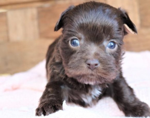 yorkshire-terriers-puppies-big-0