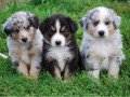 australian-shepherd-puppies-small-0