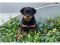 rottweiler-puppies-purebred-small-0