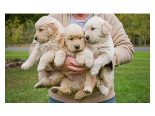 Golden Retriever Puppies PureBred