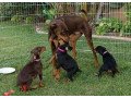 doberman-pinscher-puppies-purebred-small-0