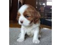 cavalier-king-charles-spaniel-puppies-purebred-small-0