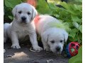 labrador-puppies-purebred-small-0