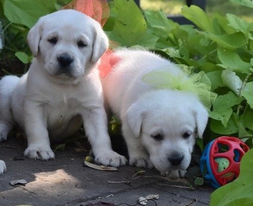 labrador-puppies-purebred-big-0