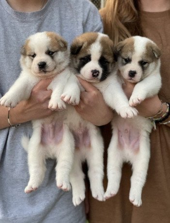 saint-bernard-puppies-big-0