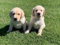home-trained-labrador-retriever-puppies-small-0