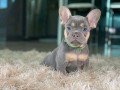 beautiful-french-bulldog-puppies-for-sale-small-0