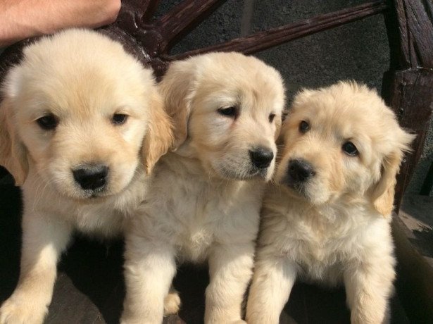healthy-golden-retriever-puppies-big-0