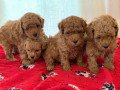 purebred-toy-poodle-puppies-small-0