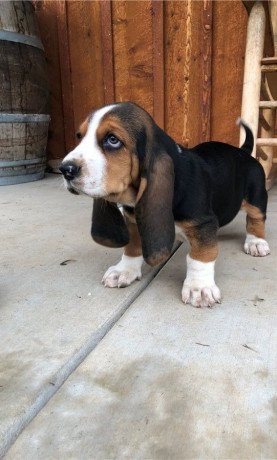 adorable-basset-hound-puppies-for-sale-big-0