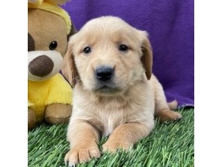 This is a female golden retriever puppy.
