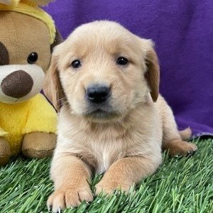this-is-a-female-golden-retriever-puppy-big-0