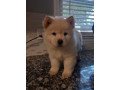 chow-chow-puppies-purebred-small-0