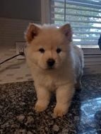 chow-chow-puppies-purebred-big-0