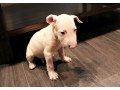 bull-terrier-puppies-small-0