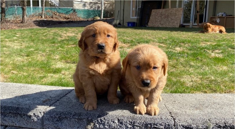 healthy-golden-retriever-puppies-for-sale-big-0