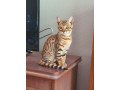 toyger-purebred-small-0