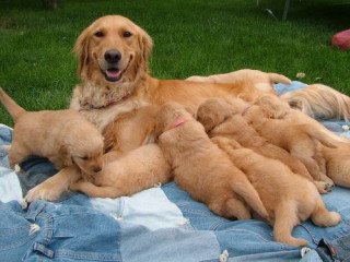 Healthy Golden Retriever Puppies For Sale