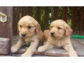healthy-golden-retriever-puppies-for-sale-small-0