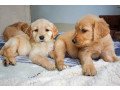 healthy-golden-retriever-puppies-for-sale-small-0