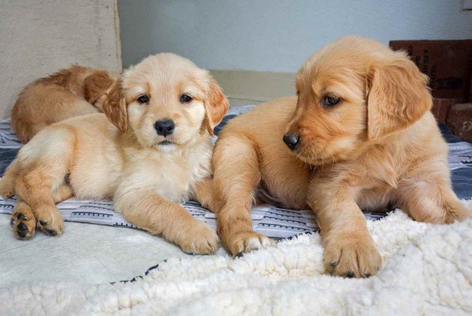 healthy-golden-retriever-puppies-for-sale-big-0