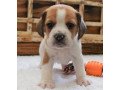 beagle-purebred-small-0