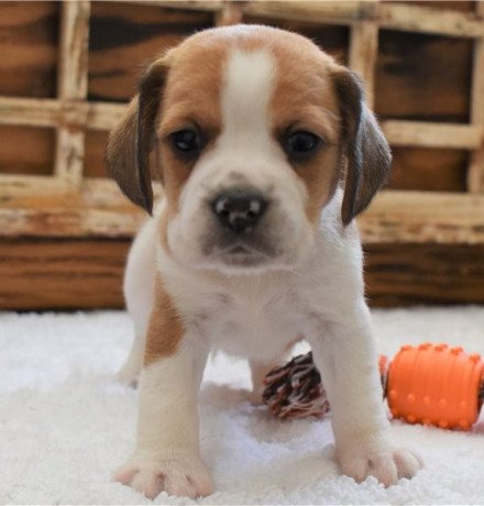 beagle-purebred-big-0
