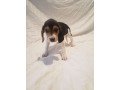 american-english-coonhound-small-0