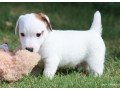 jack-russel-purebred-small-0