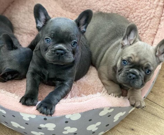 healthy-french-bulldog-puppies-for-sale-big-0
