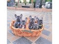 healthy-french-bulldog-puppies-for-sale-small-0