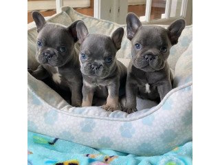 Healthy French bulldog Puppies For Sale