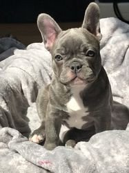 healthy-french-bulldog-puppies-for-sale-big-0