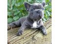 healthy-french-bulldog-puppies-for-sale-small-0