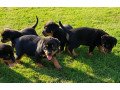 healthy-rottweiler-puppies-for-sale-small-0