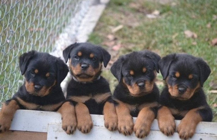 healthy-rottweiler-puppies-for-sale-big-0