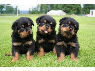 Healthy Rottweiler Puppies For Sale