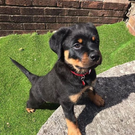healthy-rottweiler-puppies-for-sale-big-0