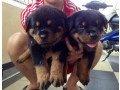 healthy-rottweiler-puppies-for-sale-small-0