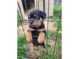 Healthy Rottweiler Puppies For Sale